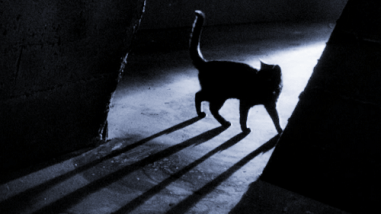 theblackcat_2
